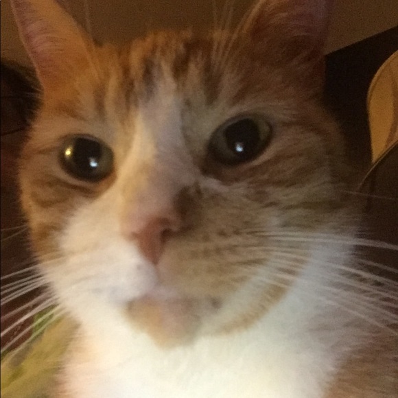 Meet your Posher, Carlina - Picture 1 of 1